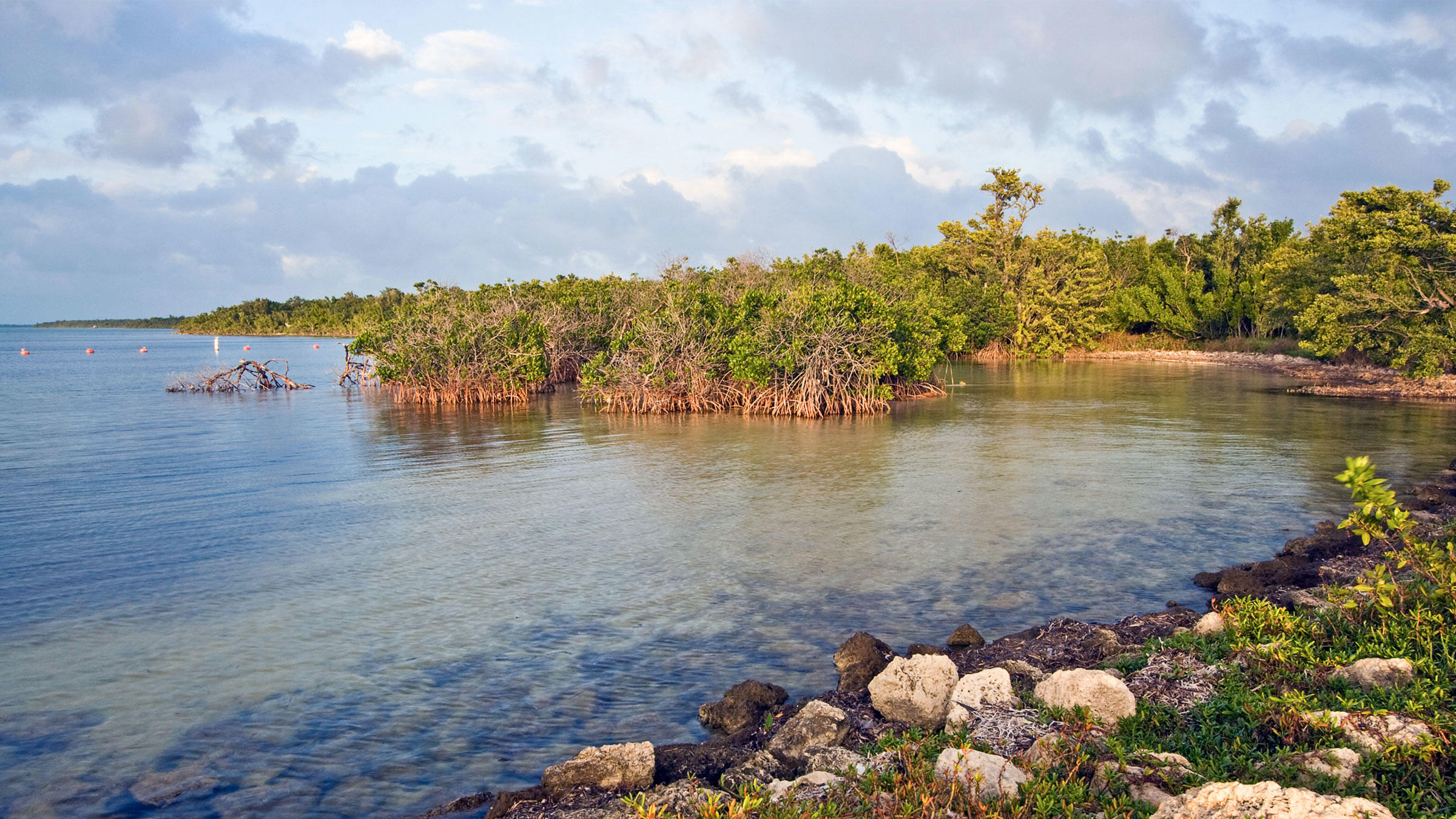 Seagrass Habitats in Danger in Key Biscayne Bay – Reefbites
