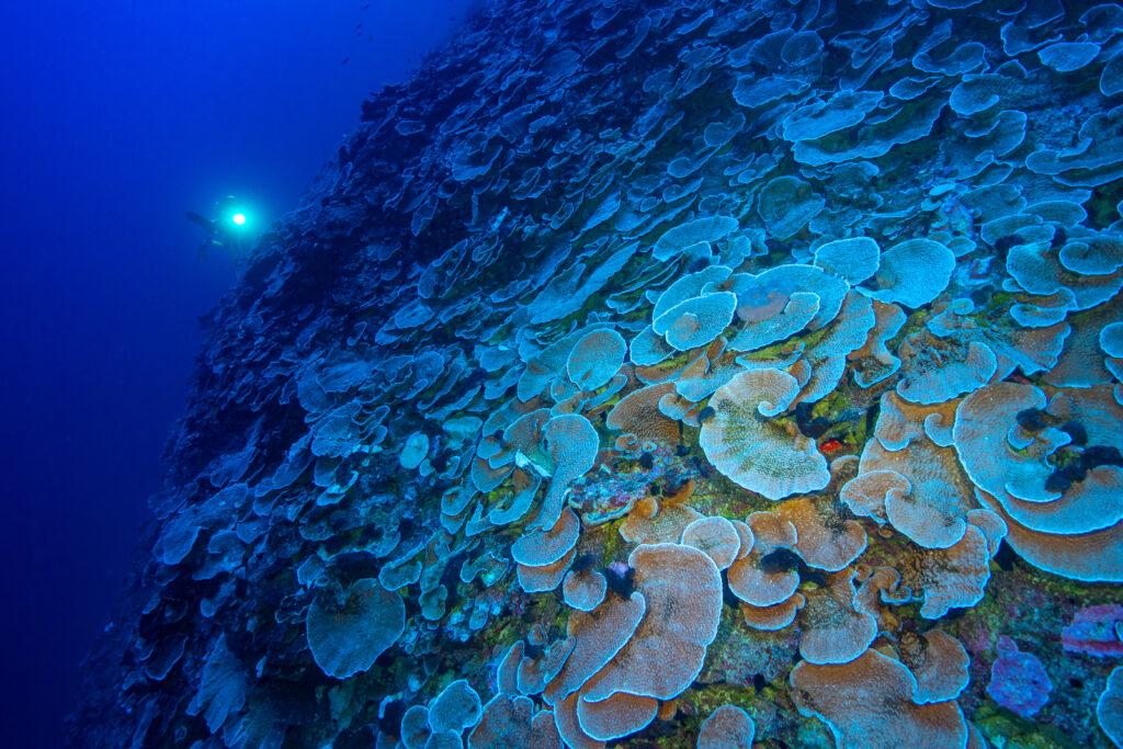 Des expéditions sous-marines au service de la science